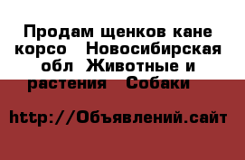 Продам щенков кане корсо - Новосибирская обл. Животные и растения » Собаки   